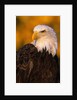 Bald Eagle by Anonymous