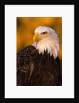 Bald Eagle by Anonymous