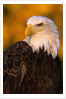 Bald Eagle by Anonymous