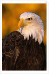 Bald Eagle by Anonymous