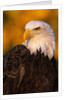 Bald Eagle by Anonymous