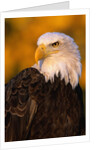 Bald Eagle by Anonymous