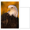 Bald Eagle by Anonymous