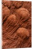 Crinoid Fossils by Anonymous