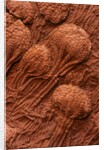 Crinoid Fossils by Anonymous