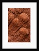 Crinoid Fossils by Anonymous
