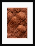 Crinoid Fossils by Anonymous