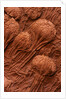 Crinoid Fossils by Anonymous