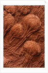 Crinoid Fossils by Anonymous