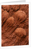 Crinoid Fossils by Anonymous