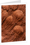 Crinoid Fossils by Anonymous