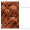 Crinoid Fossils by Anonymous