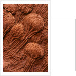 Crinoid Fossils by Anonymous