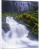 Mossy Rocks at Proxy Falls by Anonymous