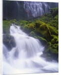 Mossy Rocks at Proxy Falls by Anonymous