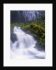 Mossy Rocks at Proxy Falls by Anonymous