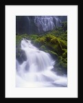 Mossy Rocks at Proxy Falls by Anonymous