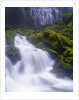 Mossy Rocks at Proxy Falls by Anonymous