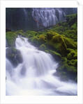 Mossy Rocks at Proxy Falls by Anonymous
