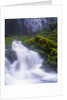 Mossy Rocks at Proxy Falls by Anonymous