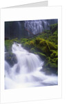 Mossy Rocks at Proxy Falls by Anonymous