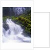 Mossy Rocks at Proxy Falls by Anonymous