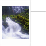 Mossy Rocks at Proxy Falls by Anonymous