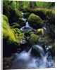 Forest Stream by Anonymous
