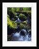 Forest Stream by Anonymous