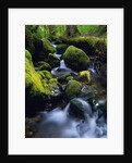 Forest Stream by Anonymous