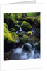 Forest Stream by Anonymous