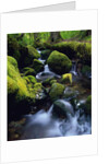Forest Stream by Anonymous