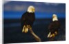 Bald Eagles Perched on a Snag by Anonymous