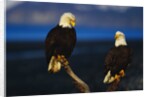 Bald Eagles Perched on a Snag by Anonymous