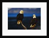 Bald Eagles Perched on a Snag by Anonymous