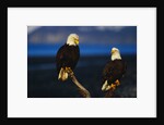 Bald Eagles Perched on a Snag by Anonymous