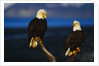 Bald Eagles Perched on a Snag by Anonymous