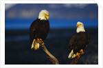 Bald Eagles Perched on a Snag by Anonymous