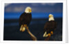 Bald Eagles Perched on a Snag by Anonymous