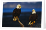 Bald Eagles Perched on a Snag by Anonymous