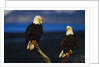 Bald Eagles Perched on a Snag by Anonymous