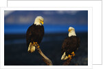 Bald Eagles Perched on a Snag by Anonymous