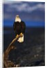Bald Eagle Perched on a Tree by Anonymous