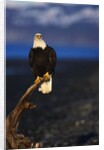 Bald Eagle Perched on a Tree by Anonymous