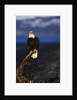 Bald Eagle Perched on a Tree by Anonymous