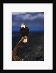 Bald Eagle Perched on a Tree by Anonymous