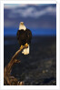 Bald Eagle Perched on a Tree by Anonymous