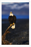 Bald Eagle Perched on a Tree by Anonymous