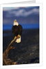 Bald Eagle Perched on a Tree by Anonymous