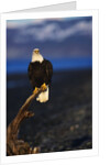 Bald Eagle Perched on a Tree by Anonymous